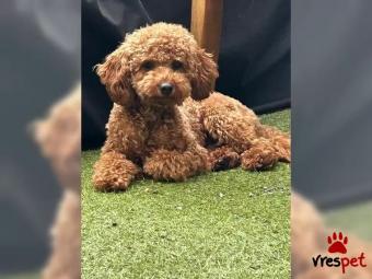 Ράτσα: Κανίς Λευκό - Canishe White | Ηλικία: 1 έτους | Φύλο: Αρσενικό | Αρ. Microchip: 87654987874 | Εκπαιδευμένο | Περιοχή: Πειραιάς, Αττική